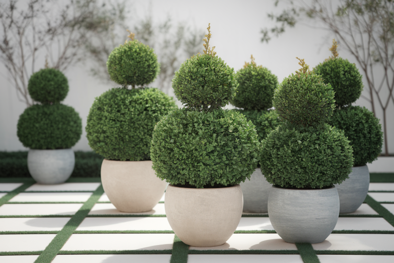 arbustes-persistants-pots-patio-feuillage