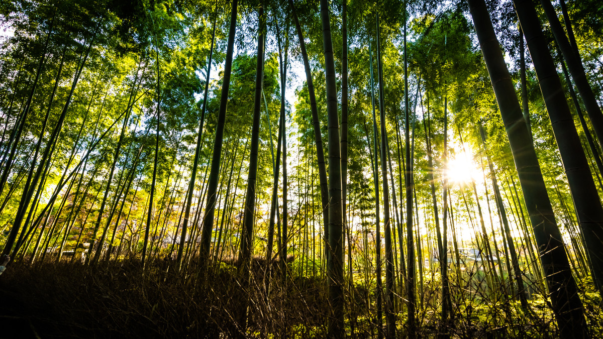 environnement forêt