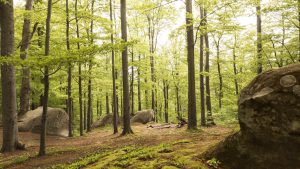 Pourquoi acheter une forêt ? Les motivations des nouveaux propriétaires