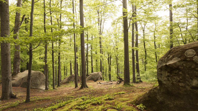 Pourquoi acheter une forêt ? Les motivations des nouveaux propriétaires